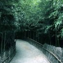 죽림원 이미지