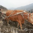 황토코뚜레 이미지