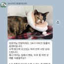 더파크동물의료센터 | 12살 고양이 마리 입원 기록 | 24시 더파크 동물의료센터