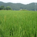 도천재 단서죽백 이미지