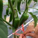 정림농장 이미지