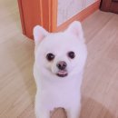 겨우리애견 네이버블로그