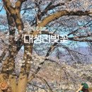 구내매점만개 | 경기도 가평 가볼만한곳 대성리 벚꽃 개화 최근 방문 실시간