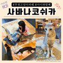 사바나 코쉬카 | 부천 고양이카페 사바나코쉬카 7세아이와 다녀온후기
