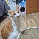 냥집사 | 냥집사 필수템 촉촉트릿 솔직 후기 우리 고양이 최애 간식