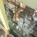 초원목장 | [팜트래블러 3기] 춘천 해피초원 목장 방문 후기 | 한우버거, 포토존, 동물 먹이주기 등