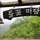 들꽃마실야생화