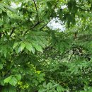 비둘기낭마을 | 포천, 비둘기낭 폭포