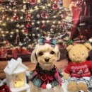 댕그랑댕 이미지