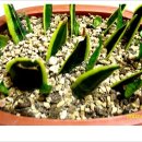 ♥ 산세베리아[Sansevieria ] 이미지