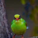 Common green magpie 이미지