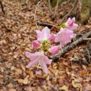 2024.04.21. 관악산 자운암능선~ 서울공대 하산길~ 산철쭉 구경 이미지