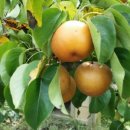 만리포헛개나무농장 이미지