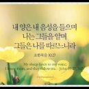 오늘의 '영어성경 사진'(845강) “목자와 양”(요한복음 10장 27절) 이미지