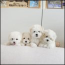 그루밍라운지 이미지