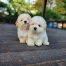 브리더클럽 이미지