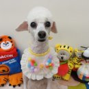 펫지살롱 이미지