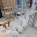 나무애견유치원 이미지