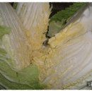 물김치 맛있게 담는법~ 이미지