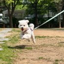 옐레드 부천 신중동점 | 부천강아지유치원 추천하는 옐레드 부천신중동점