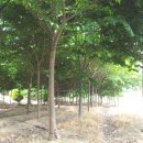 느티나무(주) 이미지