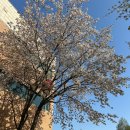 월미산업개발 루피카페 | 봄 시리즈(따뜻한? 더 운? 봄🌷)