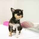 살랑살랑 이미지