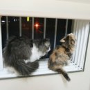 이든아이빌 이미지