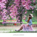 핑크팝콘 티스토리