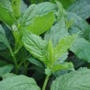 부지깽이 이미지