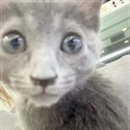 수원고양이분양 드림캣 안심분양센터 | 수원 팔달구 고양이분양, 강아지분양 드림캣안심분양센터 솔직후기