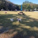 핸드메이독 | [반려견]메이와 아산 라포레 캠핑장 다녀왔어요 #강아지캠핑장 #반려견캠핑장 #강아지여행
