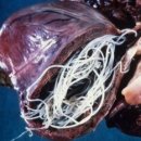 미리내동물병원 이미지