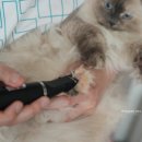 점프마스터 | 고양이 셀프미용, 발바닥미용하기 편한 바비온 풋마스터 발바닥이발기 사용후기