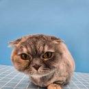 힐스 펫살롱 이미지