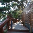 파도대게 이미지