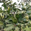 비둘기농장 이미지