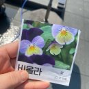 비노피오레