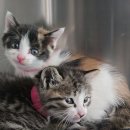 [입양완료]아기냥이 리나와 리노🐱 이미지