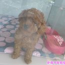 파트라슈 이미지