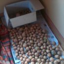 마하나임농장 이미지