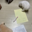 마이도그샵 이미지