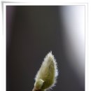 봄꽃에서첫눈까지 이미지