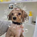 화이트그루밍 이미지