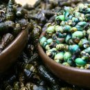 시골다슬기 이미지