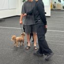 대견하개 이미지