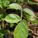 감초한의원 이미지