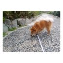 아지다펫 이미지