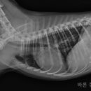 바론켄넬 이미지