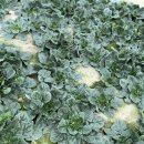 비금지킴이 이미지